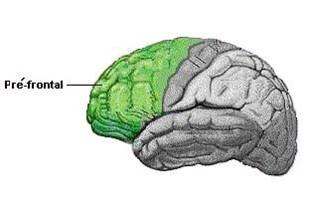 Cerveau pré-frontal